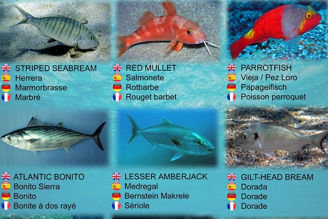 Submarine Safaris Lanzarote - Marine Life and Shipwrecks: How the Commentary Makes It Click