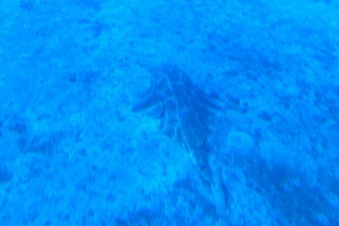 Submarine tour Tenerife: a 1 hour underwater experience - Who this submarine tour suits best (and who should think twice)