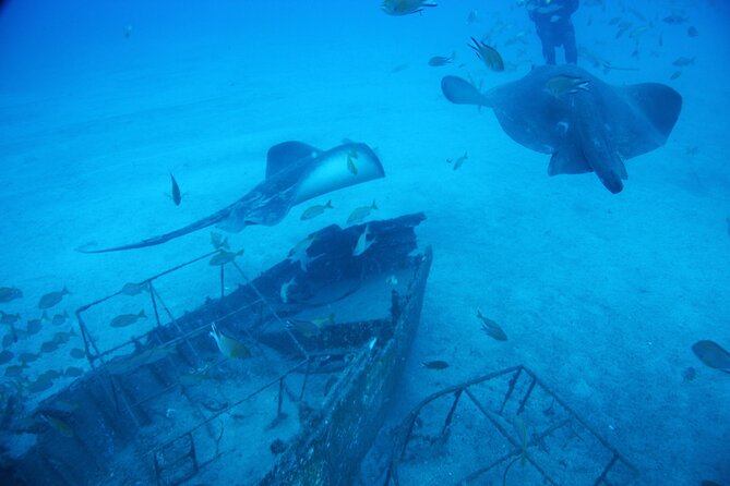 Submarine tour Tenerife: a 1 hour underwater experience - Price and value: is $73.62 for an hour worth it?