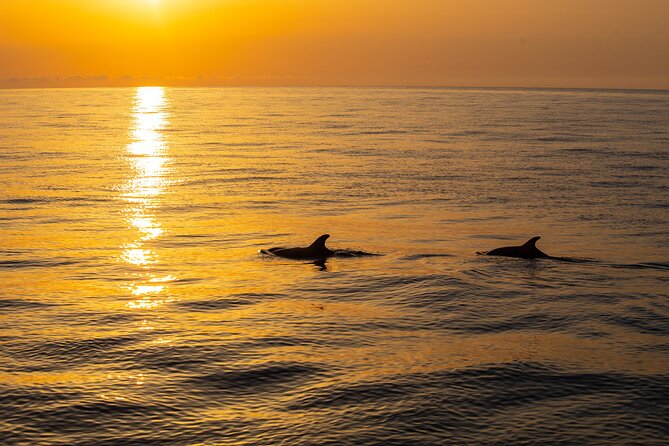 Sunrise Boat Trip in Mallorca with Dolphin-Watching - The northern route to Cap de Formentor: how the morning unfolds