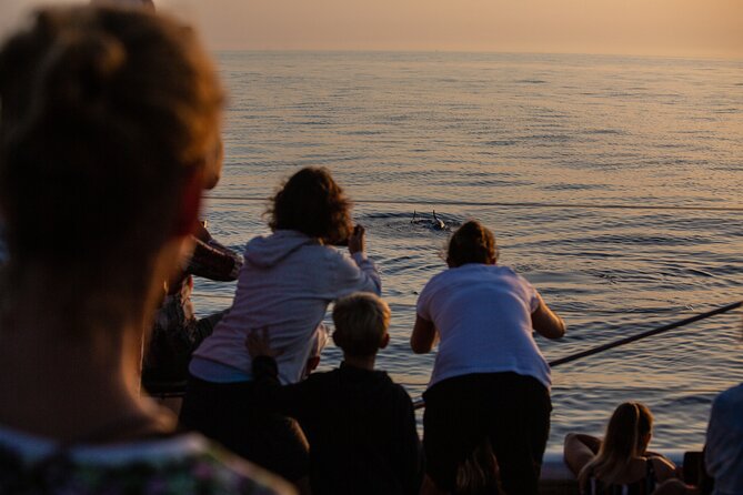 Sunrise Boat Trip in Mallorca with Dolphin-Watching - The calm viewing moment: when engines switch off