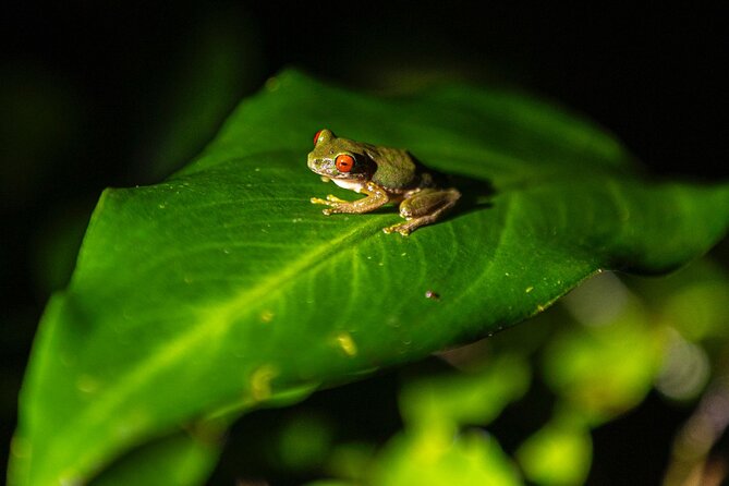 Sunset And Night Walk Guided Tour - Key things you’ll notice on this Monteverde night walk