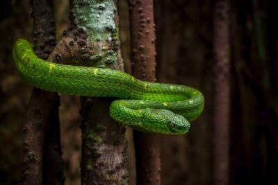 Sunset And Night Walk Guided Tour - Finding the nocturnal world with flashlights (and realistic expectations)