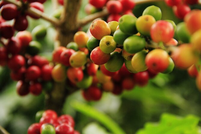Super Combo Tour: Waterfalls Gardens + Coffee Tour + Poás Volcano - Guides and Group Size: Why Some Days Feel Smooth (and Some Don’t)