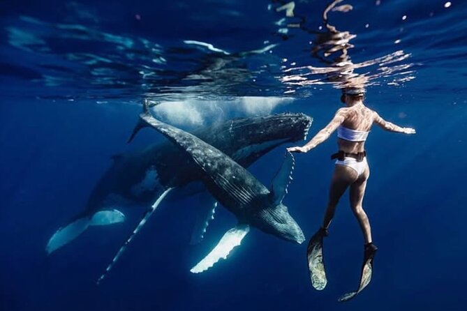 Swim in Moorea with Humpback Whales and More - Key highlights (why this tour works)