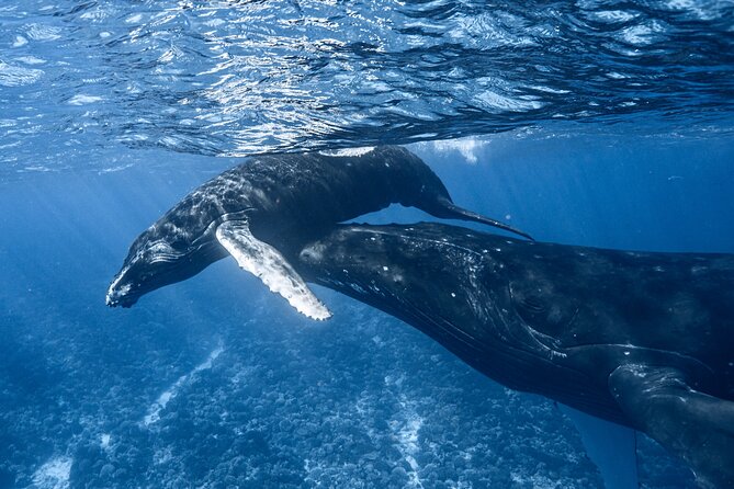 Swim in Moorea with Humpback Whales and More - Moorea’s humpback season: why timing matters