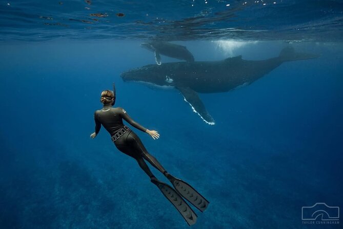 Swim in Moorea with Humpback Whales and More - The biologist rule: how whale swimming stays respectful