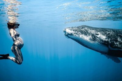 Swim in Moorea with Humpback Whales and More - How the 4-hour trip is structured (and what you’ll actually do)