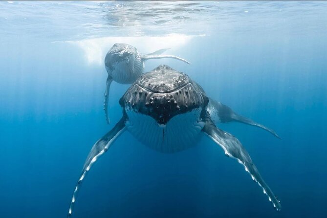 Swim in Moorea with Humpback Whales and More - What you might see: humpbacks, dolphins, and oceanic sharks