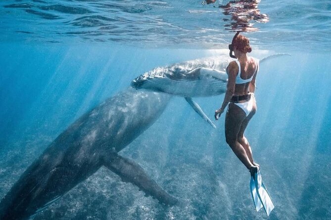 Swim in Moorea with Humpback Whales and More - Whale behavior you can spot (so you’ll enjoy it more)