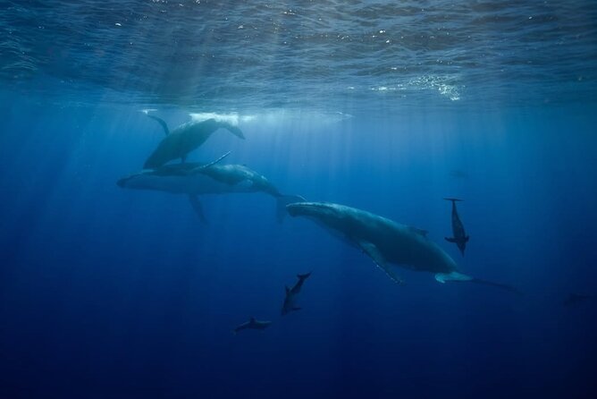 Swim in Moorea with Humpback Whales and More - What’s included: the comfort math that makes this worth it