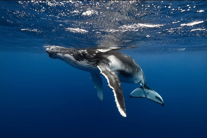 Swim in Moorea with Humpback Whales and More - Price and value: what you’re really paying for