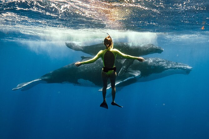 Swim with humpback whales - Key things I’d plan around