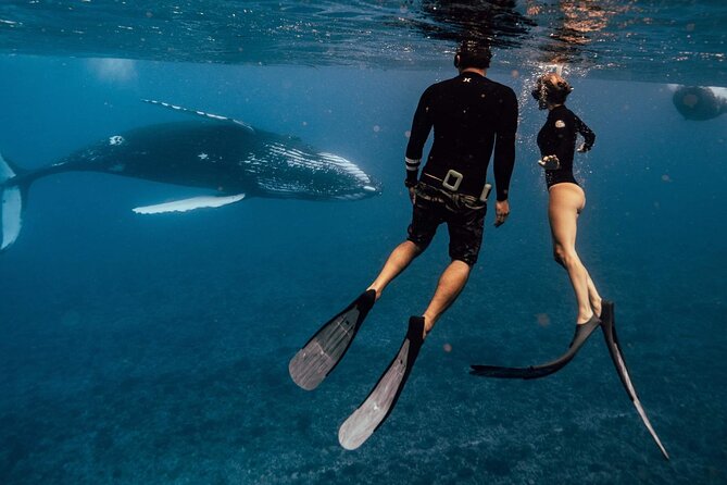 Swim with humpback whales - Getting to Corallina Tours and starting at 8:30 am