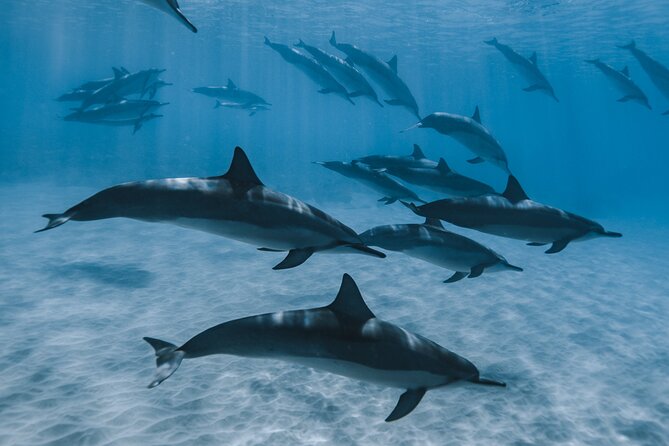 Swim with humpback whales - What’s included (and what you need to plan for)
