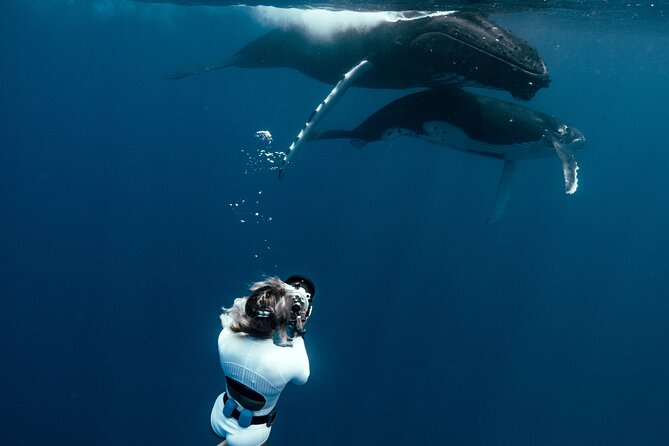 Swim with humpback whales - Cruising the lagoon: the search part is half the magic