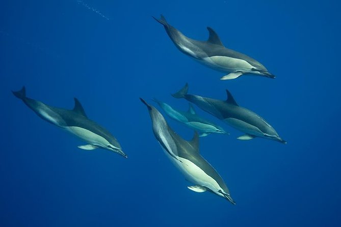 Swim with Wild Dolphins in the Azores - Key highlights before you go