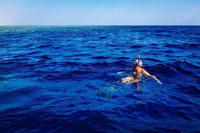Swim with Wild Dolphins in the Azores - Meeting at Picos de Aventura in Ponta Delgada