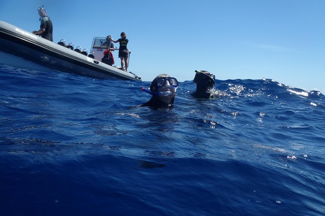 Swim with Wild Dolphins in the Azores - Safety, dolphin protection, and what the crew watches for