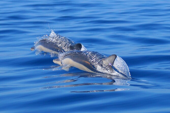 Swim with Wild Dolphins in the Azores - The other marine sightings you might get (when luck and timing align)