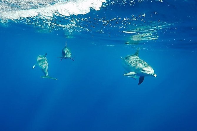 Swim with Wild Dolphins in the Azores - The boat ride along the Azores coast (and why it’s part of the show)