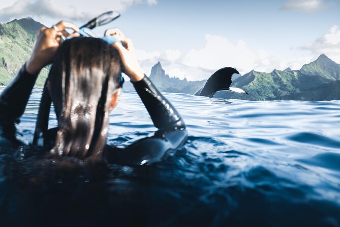 Swimming with Whales in Moorea (Half Day tour) - Swim With Humpbacks in Moorea: Season, Species, and the Value Question
