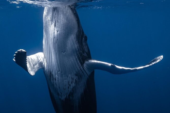 Swimming with Whales in Moorea (Half Day tour) - Open-Water Snorkeling Gear and the Real Swimming Challenge