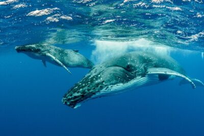 Swimming with Whales in Moorea (Half Day tour) - From Pickup to Whale Spotting: How the 4-Hour Rhythm Works