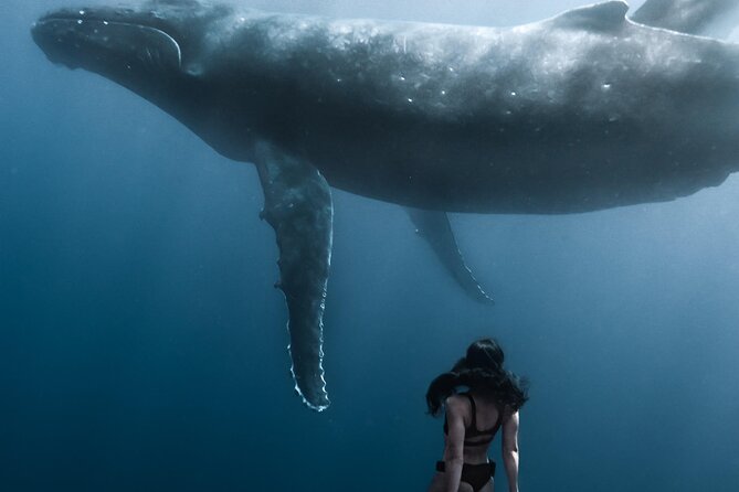 Swimming with Whales in Moorea (Half Day tour) - Life Jackets vs Wetsuits: The French Law Detail That Matters