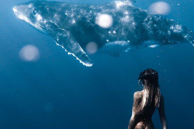 Swimming with Whales in Moorea (Half Day tour) - Beyond Whales: Dolphins, Stingrays, Sharks, and Turtles