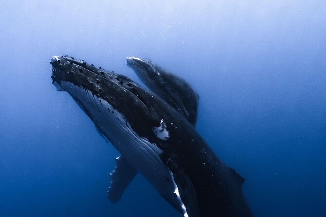 Swimming with Whales in Moorea (Half Day tour) - What to Bring and How to Handle Choppy Seas