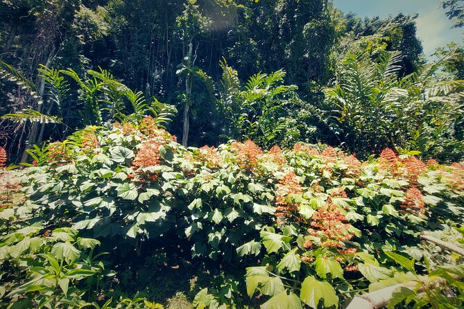 Tahiti Half Day Coastal Private Tour - The Water Gardens of Vaipahi: a waterfall moment plus plant talk