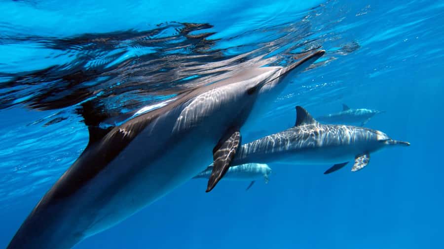 Tahiti island: 4 hours Snorkeling Tour - Key Highlights Worth Your Time