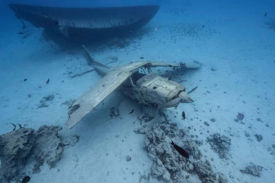 Tahiti island: 4 hours Snorkeling Tour - Four Hours of Dolphins, Turtles, and Easy Snorkeling