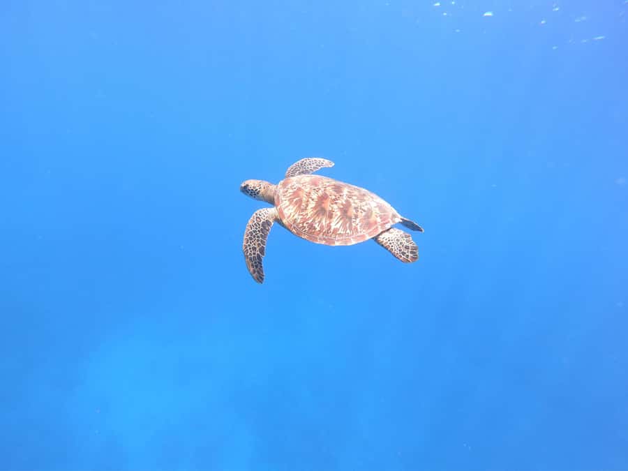 Tahiti island: 4 hours Snorkeling Tour - The Aquarium Site: Wrecks, Coral Art, and Fish That Hang Around