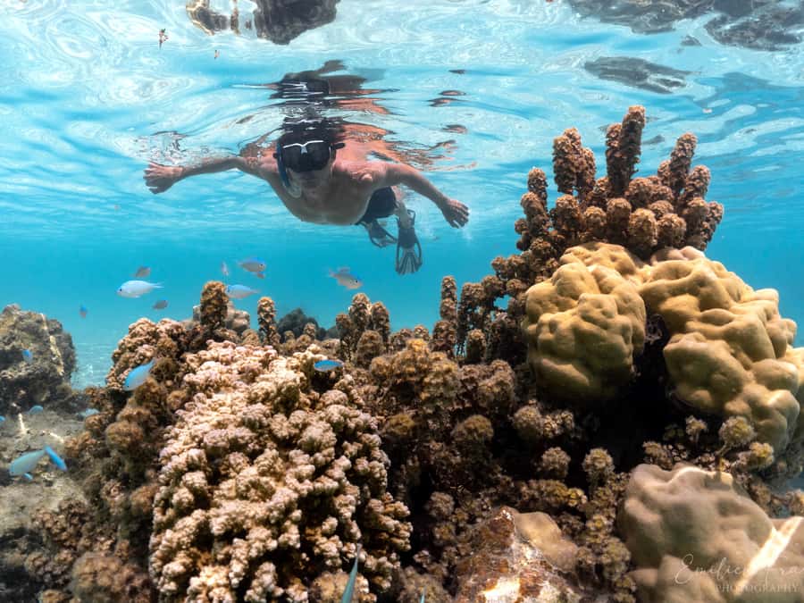 Tahiti island: 4 hours Snorkeling Tour - Price and Value: Is $187 a Fair Deal?