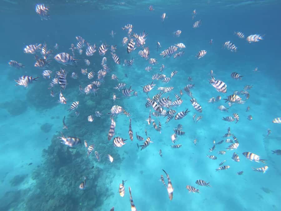 Tahiti island: 4 hours Snorkeling Tour - Getting Pickup Right: Hotels, Group Size, and Private Tours