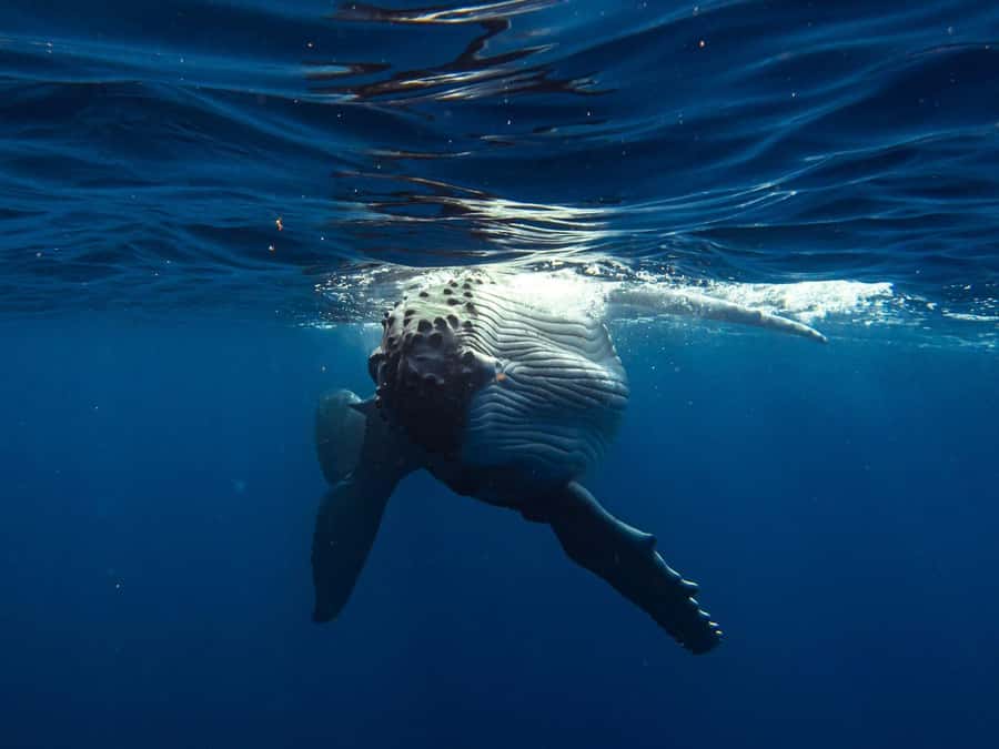 Tahiti island: Whale watching Experience - Key reasons this humpback whale outing feels worth it