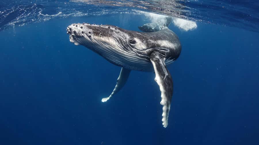 Tahiti island: Whale watching Experience - Why this 5-hour humpback whale experience feels different in Tahiti
