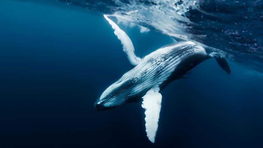 Tahiti island: Whale watching Experience - The day’s flow: pickup, sailing, marine life time, and whale watching