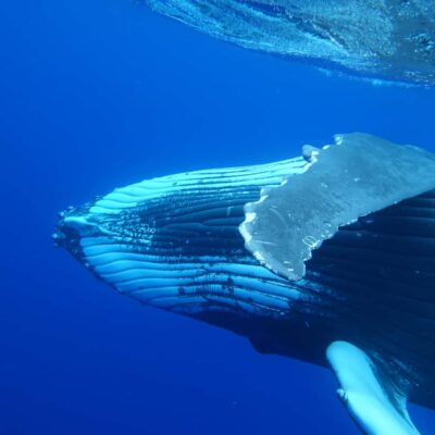 Tahiti island: Whale watching Experience - Boat size, crew skill, and how that affects your whale viewing