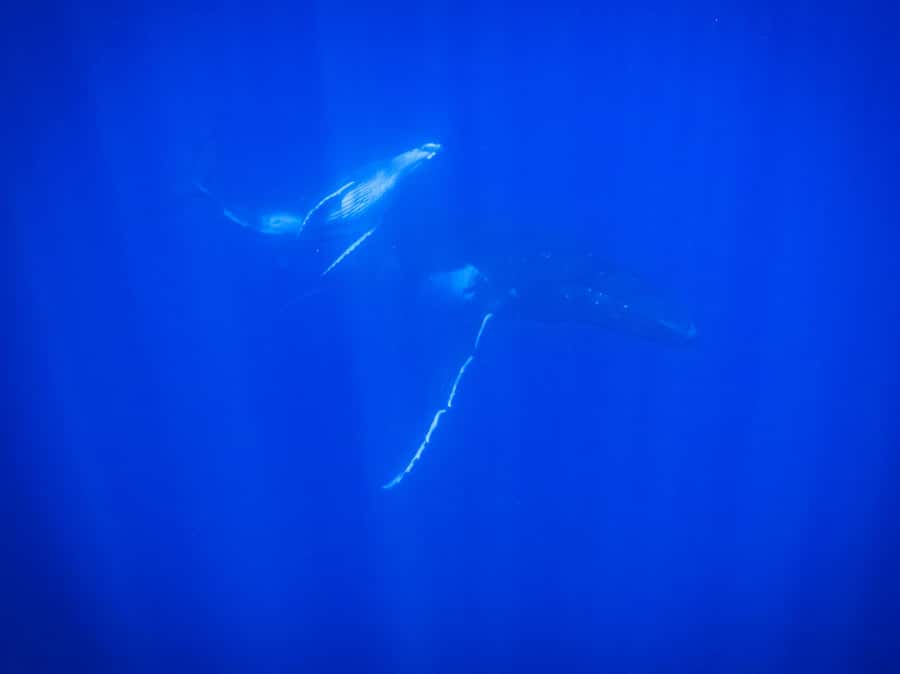 Tahiti island: Whale watching Experience - The humpback whale moment: watching vs. swimming in the water