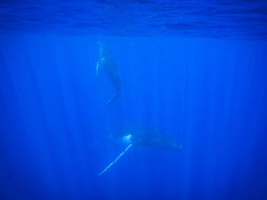 Tahiti island: Whale watching Experience - Who should book this humpback whale trip (and who should skip it)