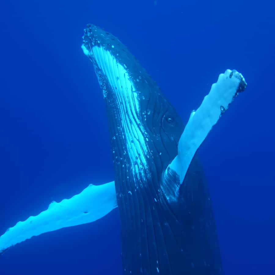 Tahiti island: Whale watching Experience - Practical tips to make your day smoother on the water