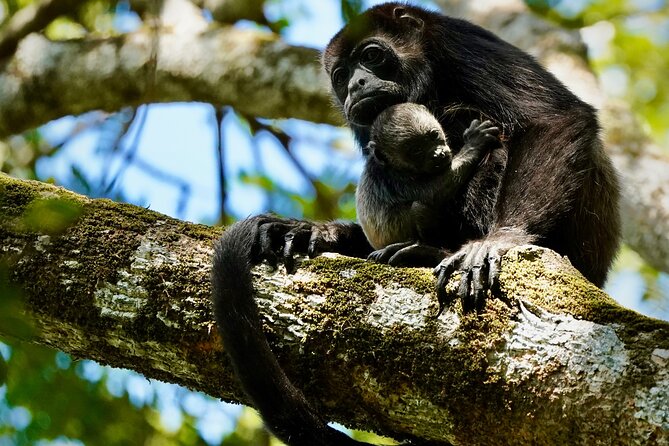 Tamarindo Birdwatching Crocodiles and Monkey Tour - Key points worth knowing before you go