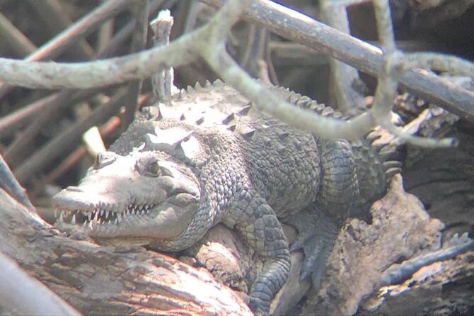 Tamarindo Birdwatching Crocodiles and Monkey Tour - Why Tamarindo’s mangroves beat the usual beach loop