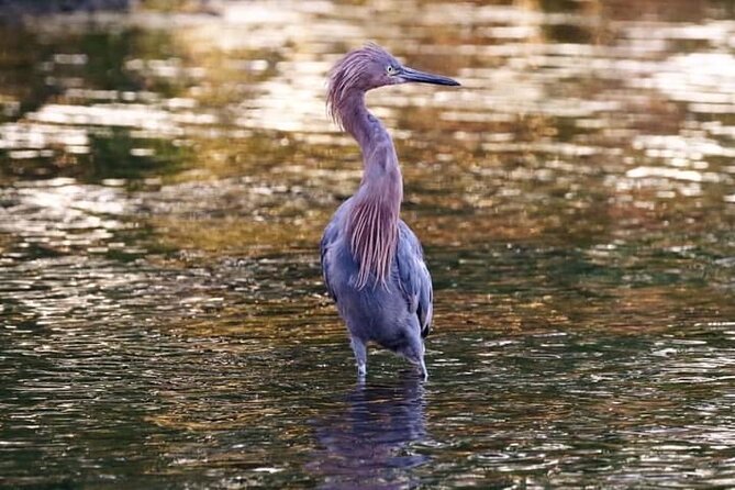 Tamarindo Birdwatching Crocodiles and Monkey Tour - Snacks, water, and shoes: your comfort checklist