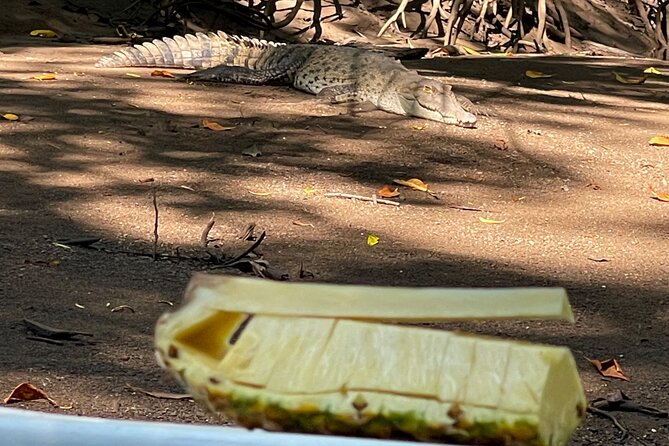 Tamarindo Birdwatching Crocodiles and Monkey Tour - The 9:30 am flow: Las Baulas mangrove waterways in 2 hours