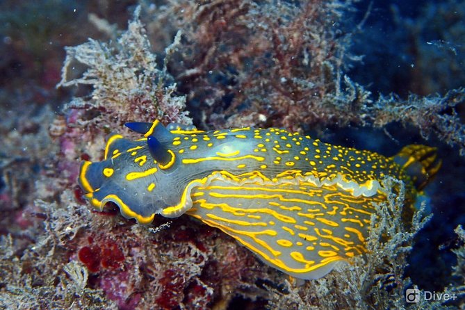 Taormina Scuba Diving Experience - Age, experience level, and who should book