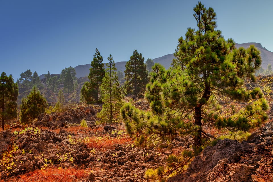 Teide: Guided Sunset & Stargazing Tour by Night with Dinner - Why Teide’s sunset works so well